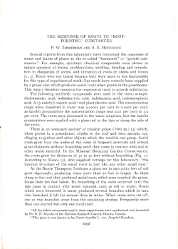 the response of roots to "root forming" substances