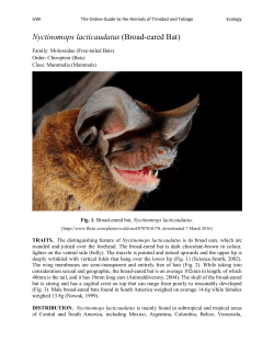 Nyctinomops lacticaudatus (Broad-eared Bat)