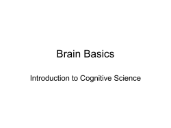 Brain Basics - Cognitive Science Department