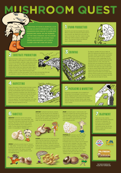 MUSHROOM QUEST