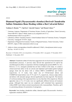 Diamond Squid (Thysanoteuthis rhombus)