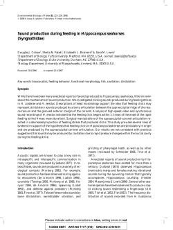 Sound production during feeding in Hippocampus seahorses