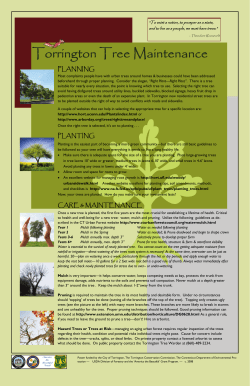 Urban Tree Brochure