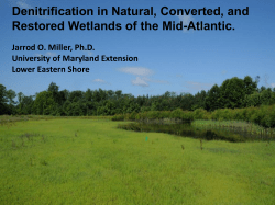 Denitrification in Natural, Converted, and Restored Wetlands of the