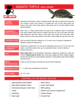 AQUATIC TURTLE care sheet