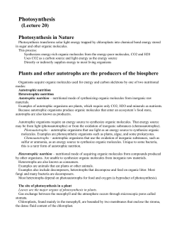 Photosynthesis - U of L Class Index