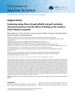 Evaluating energy flows through jellyfish and gulf menhaden