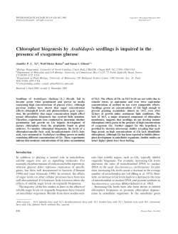 Chloroplast biogenesis by Arabidopsis seedlings is impaired in the