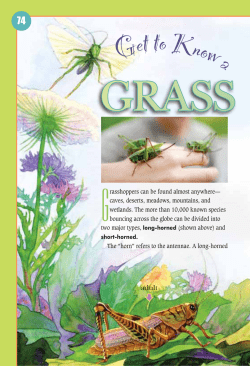 a GRASS HOPPER