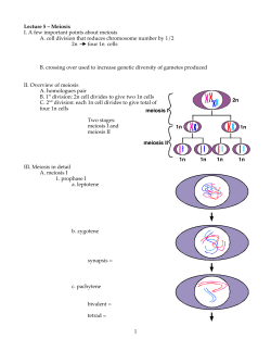 1 Lecture 5 – Meiosis I. A few important points about meiosis A. cell