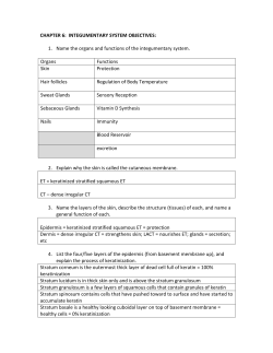 CHAPTER 6: INTEGUMENTARY SYSTEM OBJECTIVES: 1. Name