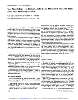 Cell Morphology of a Human Diploid Cell Strain
