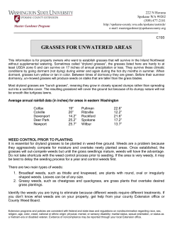 grasses for unwatered areas