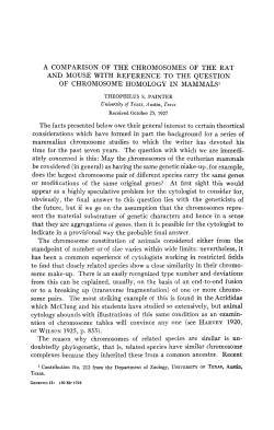 A COMPARISON OF THE CHROMOSOMES OF THE RAT AND