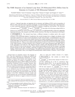 The NMR Structure of an Internal Loop from 23S Ribosomal RNA