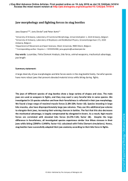 Jaw morphology and fighting forces in stag beetles