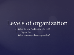 Levels of organization
