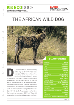 the african wild dog - L`arche photographique