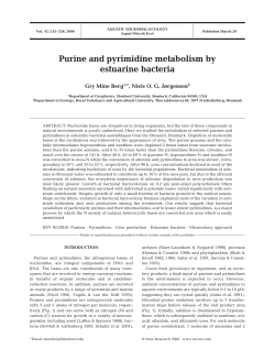 Purine and pyrimidine metabolism by estuarine bacteria