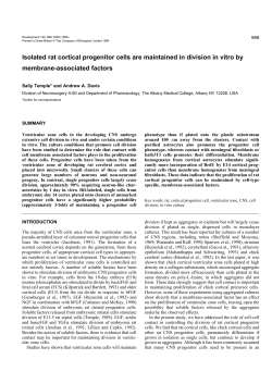 Isolated rat cortical progenitor cells are maintained in