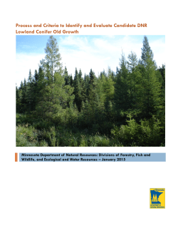 Lowland Conifer Old Growth-Process and