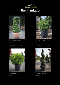 Llex crenata 80LV Cloud Tree 100/120cm RRP: &pound;625.00 Hire