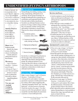 unidentified (flying?) arthropods - Arizona