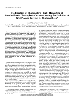 Modification of Photosystem I Light Harvesting of Bundle