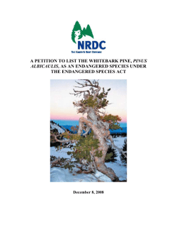 A Petition To List The Whitebark Pine, Pinus Albicaulis , As