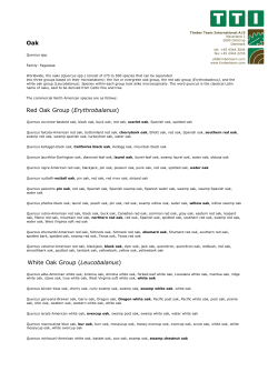 Oak Red Oak Group (Erythrobalanus) White Oak Group