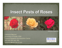 Pests of Roses - Tropical Research and Education Center