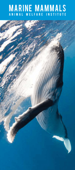 marine mammals - Animal Welfare Institute