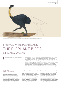the elephant birds