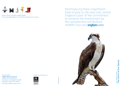 The return of the Osprey