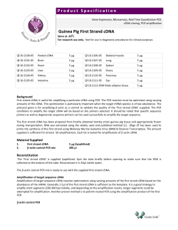 Guinea Pig First Strand cDNA