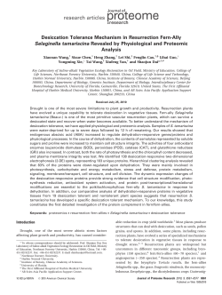 Desiccation Tolerance Mechanism in Resurrection Fern