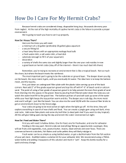Hermit crab care - Big Al`s