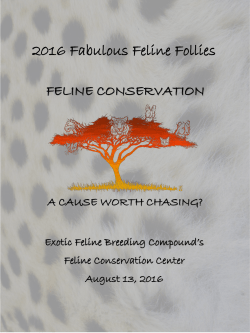 Feline Follies 2016 Program - Exotic Feline Breeding Compound