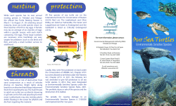 Our Sea Turtles