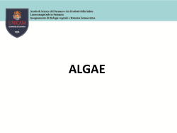 ALGAE