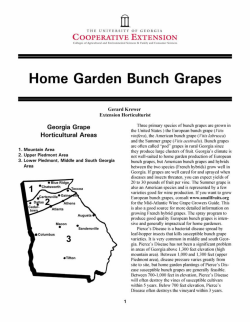 Home Garden Bunch Grapes - UGA Extension