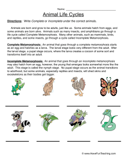 Animal Life Cycles - Have Fun Teaching