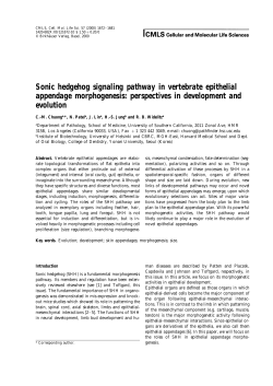 Sonic hedgehog signaling pathway in vertebrate