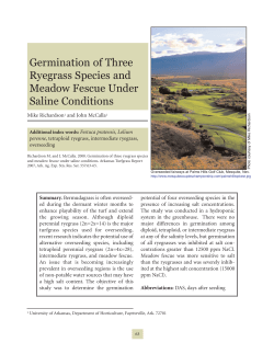Germination of Three Ryegrass Species and