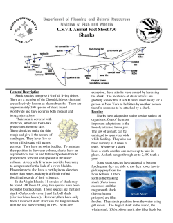 Sharks - UFDC Image Array 2