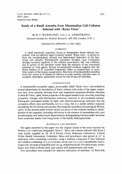 Study of a Small Amoeba from Mammalian Cell