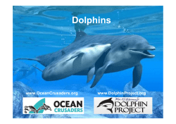 Dolphins - Ocean Crusaders