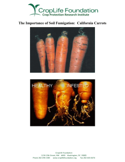 The Importance of Soil Fumigation: California Carrots