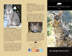 NO MORE WILD PETS - The Wildcat Sanctuary