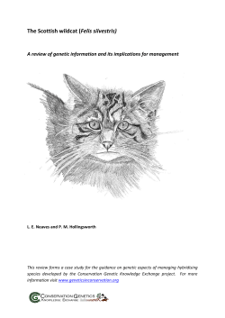The Scottish wildcat (Felis silvestris)